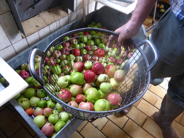 Rinçage des pommes à l'atelier